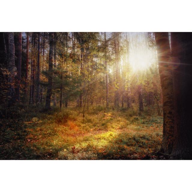 Morning In Forest by Eshma - Wrapped Canvas Print Alpen Home Size: 81cm H x 122cm W on Productcaster.