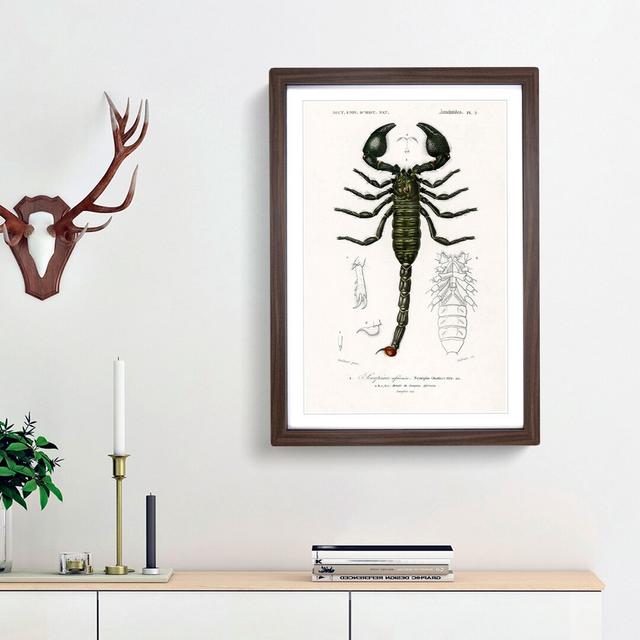 The Emperor Scorpion by Charles d' Orbigny - Picture Frame Graphic Art Print East Urban Home Size: 36cm H x 27cm W x 2cm D, Frame Option: Walnut Frame on Productcaster.