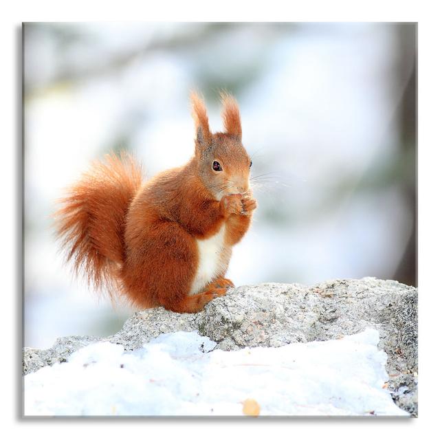 Squirrel in the Snow - Unframed Photograph on Glass Union Rustic Size: 60cm H x 60cm W x 0.4cm D on Productcaster.