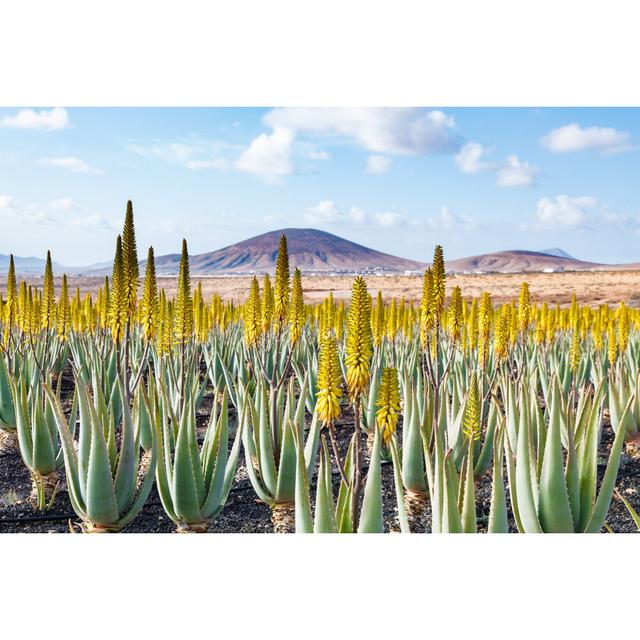 Aloe Vera Farm Plantation by Luchschen - Wrapped Canvas Photograph World Menagerie Size: 51cm H x 76cm W on Productcaster.