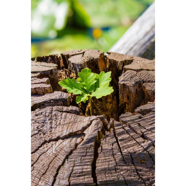 Growth On A Fallen Tree by Dzm - Wrapped Canvas Print Ebern Designs Size: 122cm H x 81cm W x 3.8cm D on Productcaster.