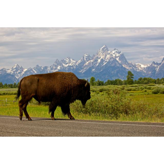 Buffalo Crossing by Jawelch22 - Wrapped Canvas Photograph Alpen Home Size: 51cm H x 76cm W on Productcaster.