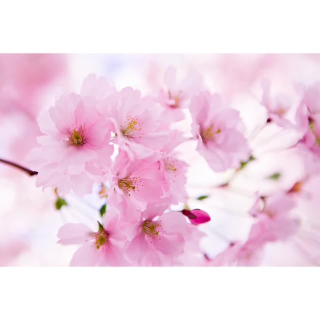 Japanese Cherry Tree in Blossom - Wrapped Canvas Photograph Ebern Designs Size: 51cm H x 76cm W on Productcaster.