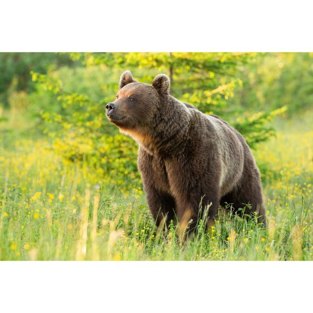 Brown Bear Sniffing - Wrapped Canvas Print Alpen Home Size: 20cm H x 30cm W on Productcaster.