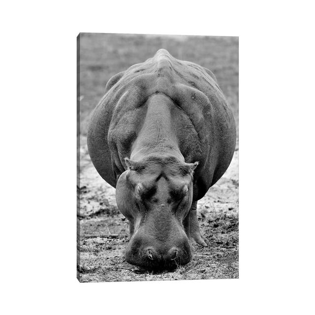 Grasing Hippo by Elmar Weiss - Wrapped Canvas Print Latitude Run Size: 30.48cm H x 20.32cm W x 1.91cm D on Productcaster.