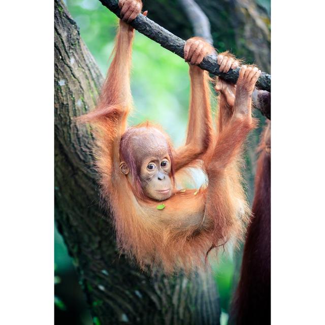 Orangutan Baby by FredFroese - Print 17 Stories Size: 30cm H x 20cm W x 3.8cm D on Productcaster.