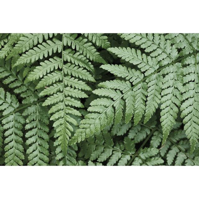 Lady Ferns II Colour by Alan Majchrowicz - Wrapped Canvas Photograph Print Bay Isle Home Size: 61cm H x 91cm W on Productcaster.