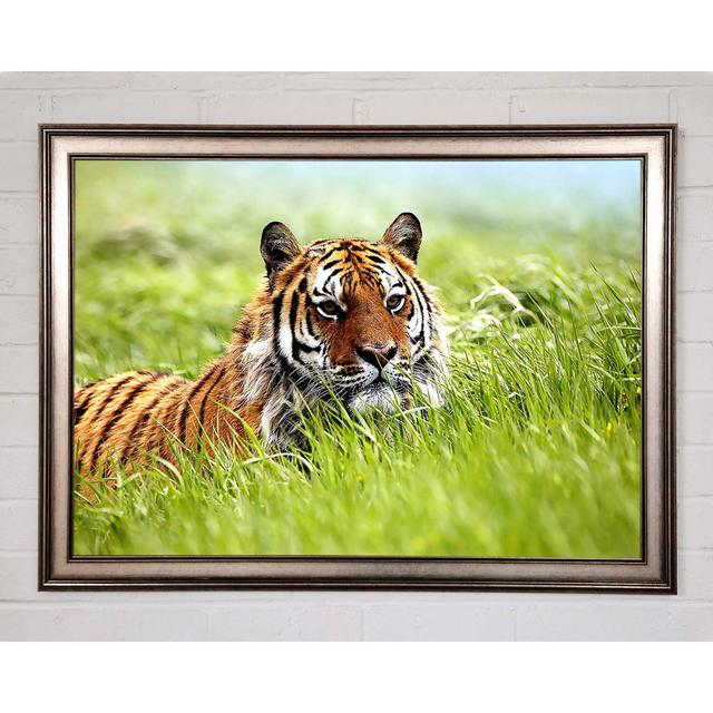 Amazing Siberian Tiger Framed Print Brayden Studio Size: 84.1cm H x 118.9cm W on Productcaster.