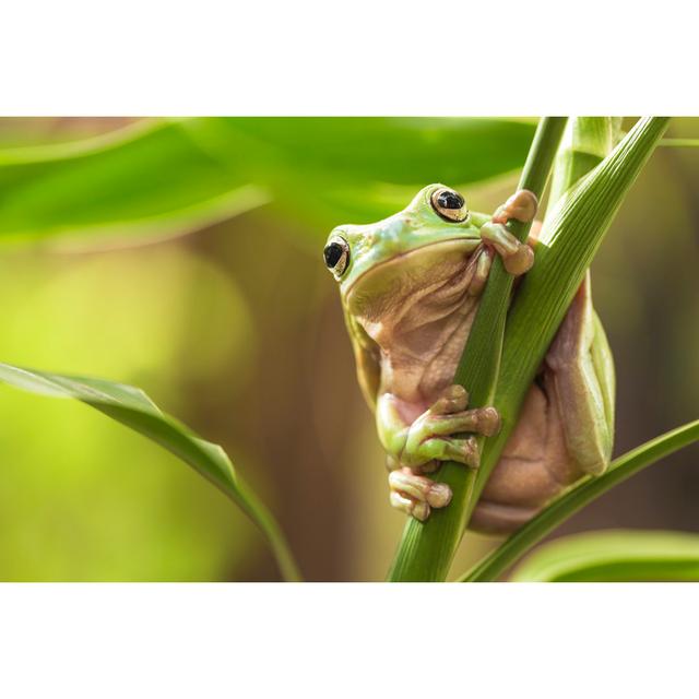 Green Tree Frog by AndrewLam - Wrapped Canvas Print 17 Stories Size: 51cm H x 76cm W on Productcaster.