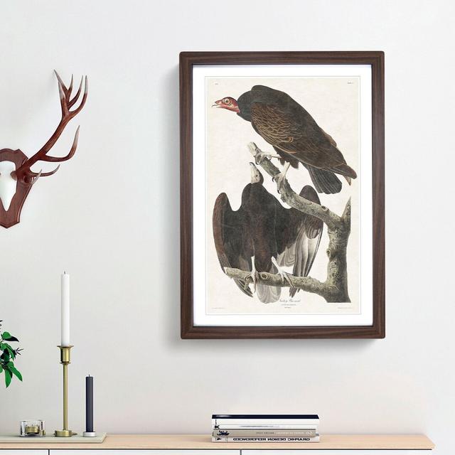 Turkey Buzzard by John James Audubon - Picture Frame Painting Print East Urban Home Frame Option: Walnut Framed, Size: 36cm H x 27cm W x 2cm D on Productcaster.