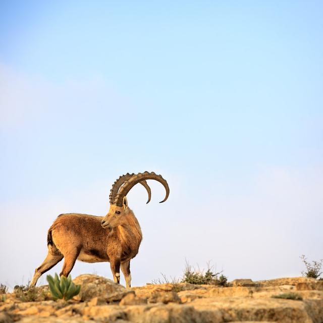 Ibex von FredFroese - Drucken Alpen Home Größe: 80 cm H x 80 cm B on Productcaster.