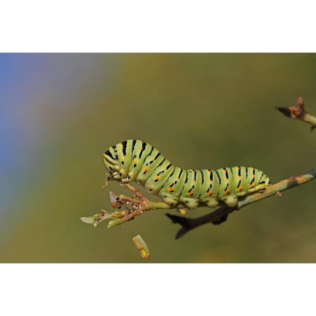 Swallowtail Caterpillar by Ruth Swan - Wrapped Canvas Photograph Latitude Run Size: 61cm H x 91cm W on Productcaster.