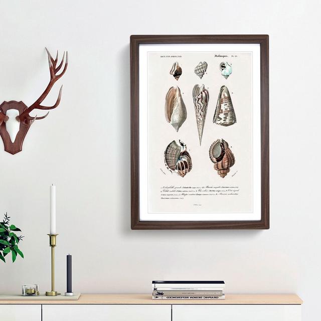 Mollusc Shell Illustrations PL. 25 by Charles D' Orbigny - Picture Frame Graphic Art Print East Urban Home Size: 36cm H x 27cm W x 2cm D, Frame Option on Productcaster.