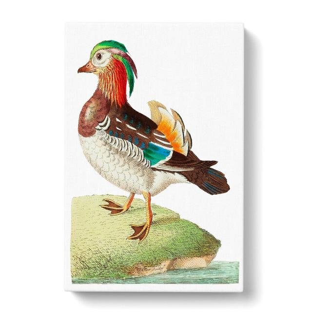 Mandarin Duck by George Shaw - Wrapped Canvas Painting Print East Urban Home Size: 60cm H x 40cm W x 3cm D on Productcaster.