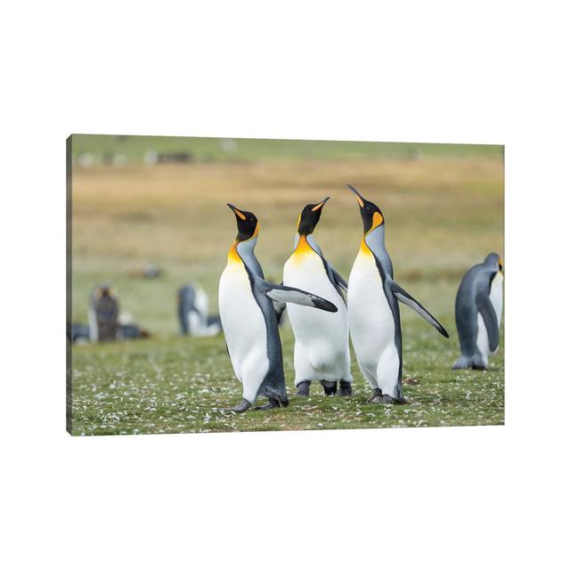 Courtship Display. King Penguin On Falkland Islands. by Martin Zwick - Wrapped Canvas Print Latitude Run Size: 30.48cm H x 45.72cm W x 1.91cm D on Productcaster.