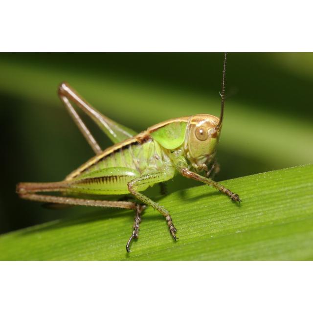 Artful Grasshopper Closeup by Blende10 - Wrapped Canvas Photograph August Grove Size: 60.96cm H x 91.44cm W on Productcaster.