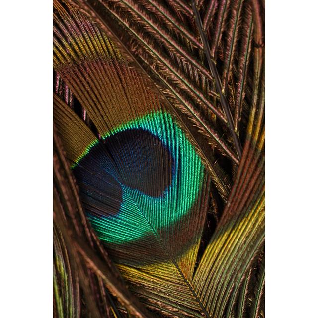 Peacock Feathers II - Wrapped Canvas Painting Latitude Vive Size: 46cm H x 30cm W on Productcaster.