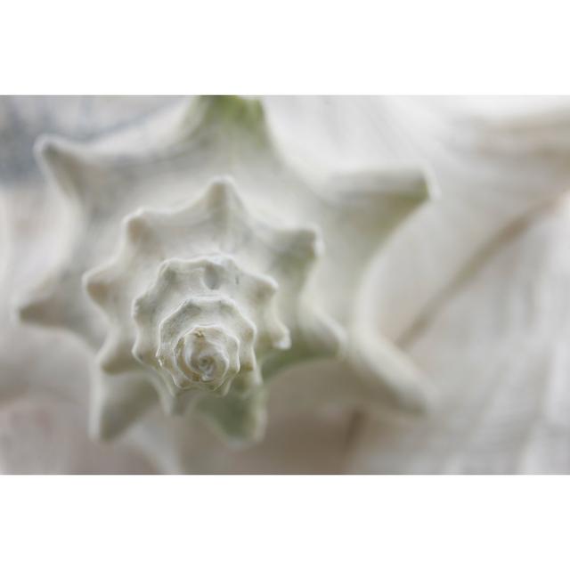 Anneruth Conch Shell - Wrapped Canvas Photograph House of Hampton Size: 30cm H x 46cm W x 3.8cm D on Productcaster.