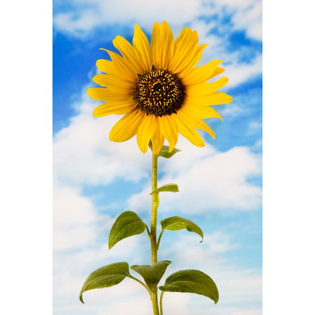 Sunflower And Blue Sky by Kertlis - Wrapped Canvas Art Prints Brambly Cottage Size: 30cm H x 20cm W on Productcaster.