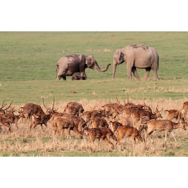 Cordelia Corbett National Park, India by Mogenstrolle - Wrapped Canvas Photograph Latitude Run Size: 20cm H x 30cm W x 3.8cm D on Productcaster.