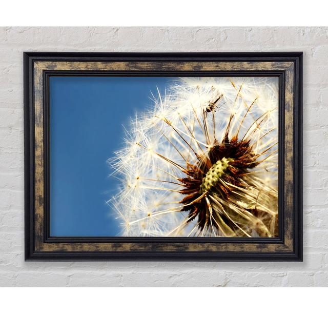 Dandelion Skies - Print Bright Star Size: 84.1cm H x 142.2cm W x 8cm D on Productcaster.