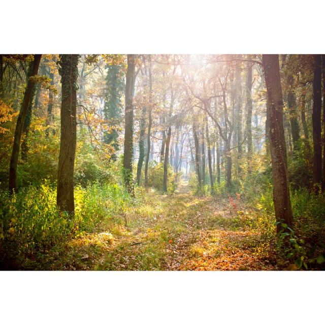 Morning In The Forest - Wrapped Canvas Print Union Rustic Size: 81cm H x 122cm W x 3.8cm D on Productcaster.