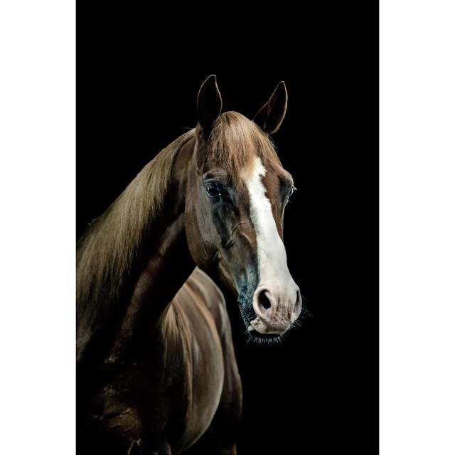 Horse Portrait by Pixalot - No Frame Print on Canvas Natur Pur Size: 90cm H x 60cm W on Productcaster.