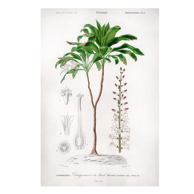 Botanical Vintage Illustration of a Tropical Palm Wall Art on Canvas August Grove Size: 90cm H x 60cm W, Format: 260g/m² canvas on Productcaster.