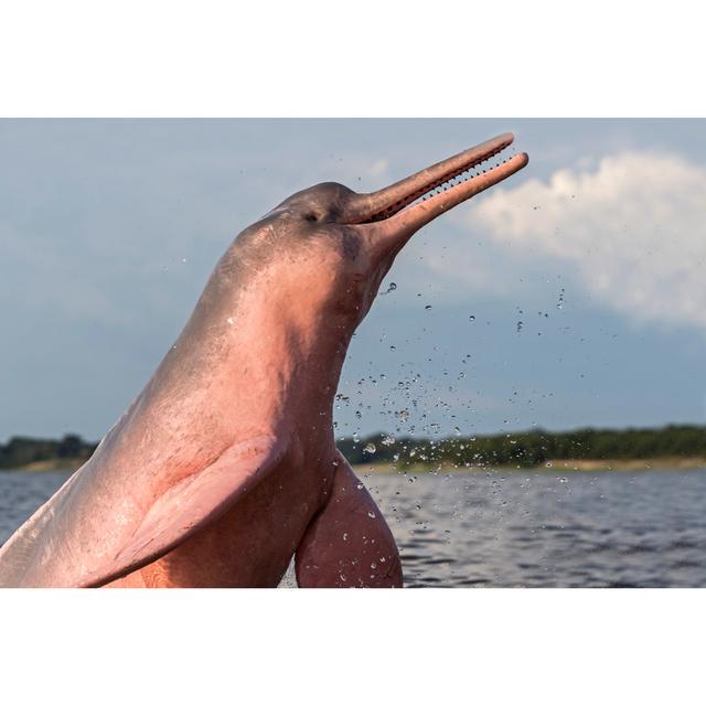 Amazon River Dolphin Highland Dunes Size: 51cm H x 76cm W x 3.8cm D on Productcaster.