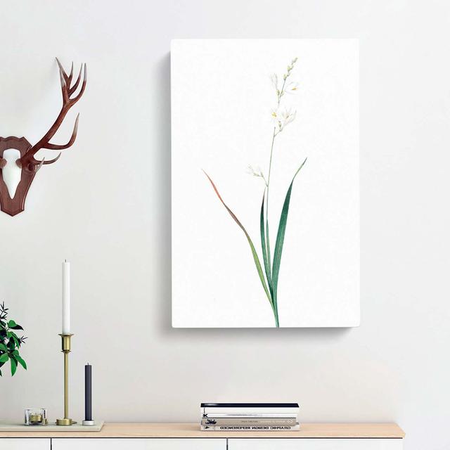 Corn Lily by Pierre-Joseph Redoute - Wrapped Canvas Painting Print East Urban Home Size: 60cm H x 40cm W x 3cm D on Productcaster.