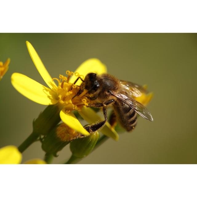 Makro einer Biene auf einer Blume 17 Stories Größe: 60" H x 40" B x 1,8" T on Productcaster.