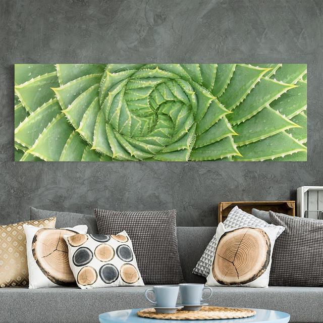 Leinwandbild Spiral Aloe Ebern Designs Format: 330g/m³ Recycle Canvas, Größe: 50 cm H x 150 cm B on Productcaster.