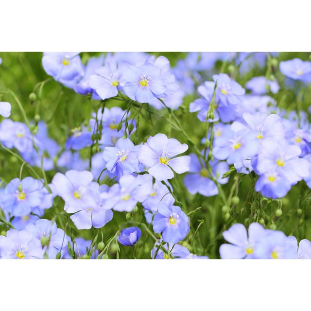 Linum Usitatissimum - Wrapped Canvas Print 17 Stories Size: 61cm H x 91cm W on Productcaster.