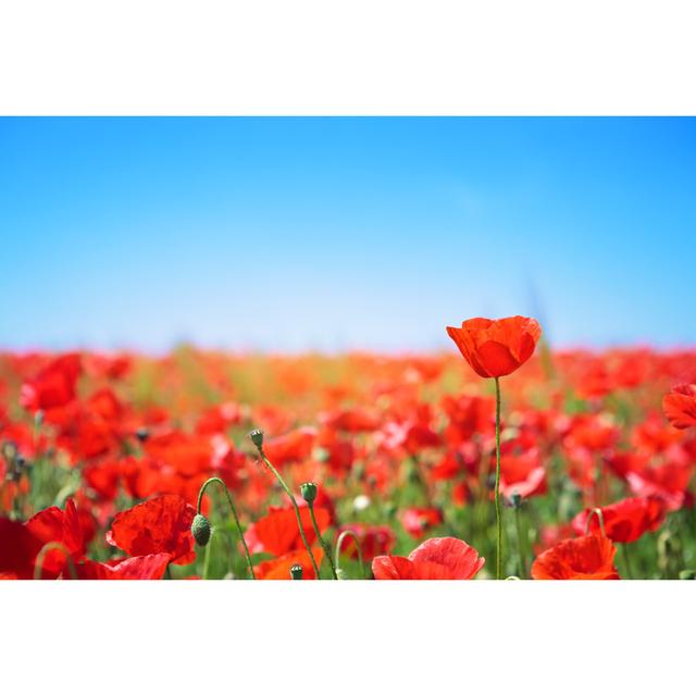 Flowering Poppy Field by Borchee - No Frame Art Prints on Canvas Latitude Run Size: 61cm H x 91cm W on Productcaster.