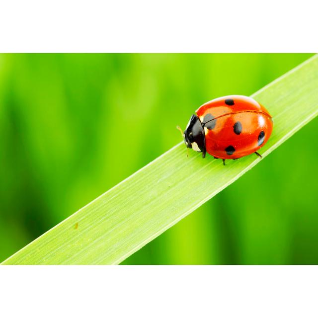 Urich Ladybug On Grass - Wrapped Canvas Photograph August Grove Size: 61cm H x 91cm W x 3.8cm D on Productcaster.