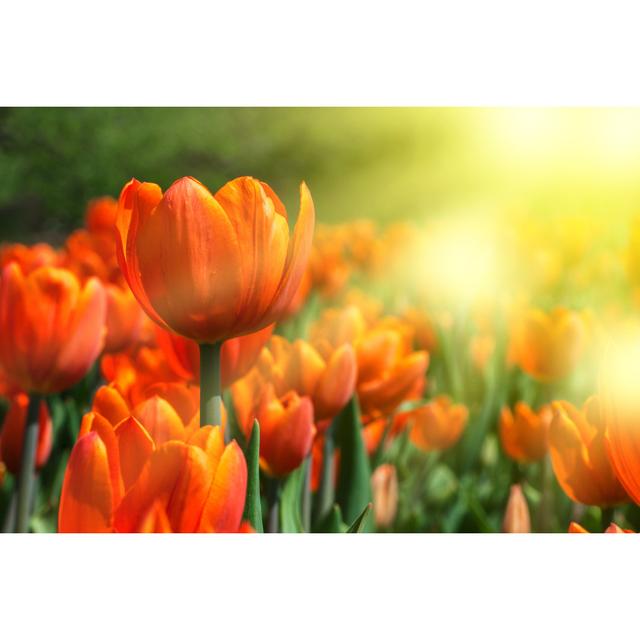 Tulips - Wrapped Canvas Photograph Ebern Designs Size: 30cm H x 46cm W x 3.8cm D on Productcaster.