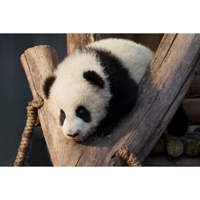 Baby Panda by FlySnow - Wrapped Canvas Photograph 17 Stories Size: 20cm H x 30cm W x 3.8cm D on Productcaster.