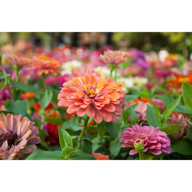 Fields of Zinnia - Wrapped Canvas Photograph Marlow Home Co. Size: 30cm H x 46cm W on Productcaster.