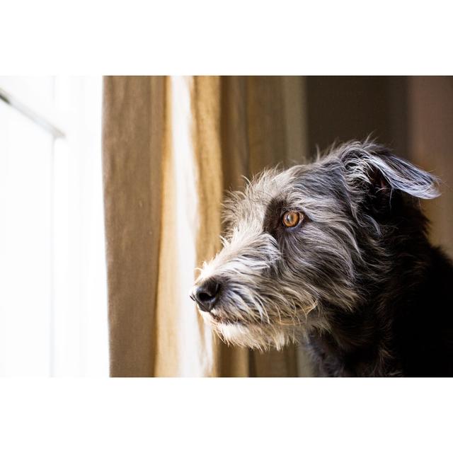 Terrier Dog Looking Out Window by Adogslifephoto - Wrapped Canvas Photograph Ebern Designs Size: 30cm H x 30cm W x 3.8cm D on Productcaster.