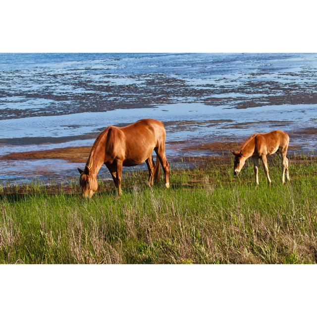 Chincoteague Pony von WilliamSherman - Kunstdrucke auf Leinwand Alpen Home Größe: 75 cm H x 50 cm B on Productcaster.