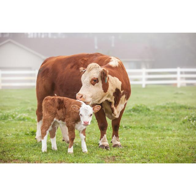 Hereford Cow With Calf by Emholk - No Frame Print on Canvas Brambly Cottage Size: 51cm H x 76cm W on Productcaster.