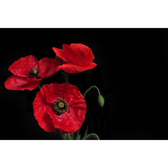 Red Poppies by Goja1 - Wrapped Canvas Art Prints 17 Stories Size: 61cm H x 91cm W on Productcaster.