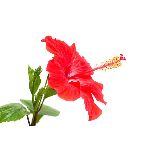 Red Hibiscus by Hirurg - No Frame Art Prints on Canvas 17 Stories Size: 61cm H x 91cm W on Productcaster.