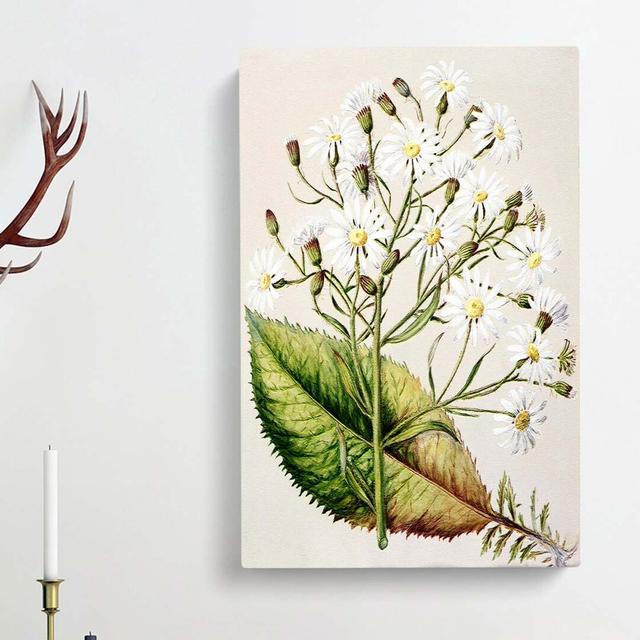 Senecio Hectori Flowers by Sarah Featon - Wrapped Canvas Painting East Urban Home Size: 60cm H x 40cm W x 3cm D on Productcaster.