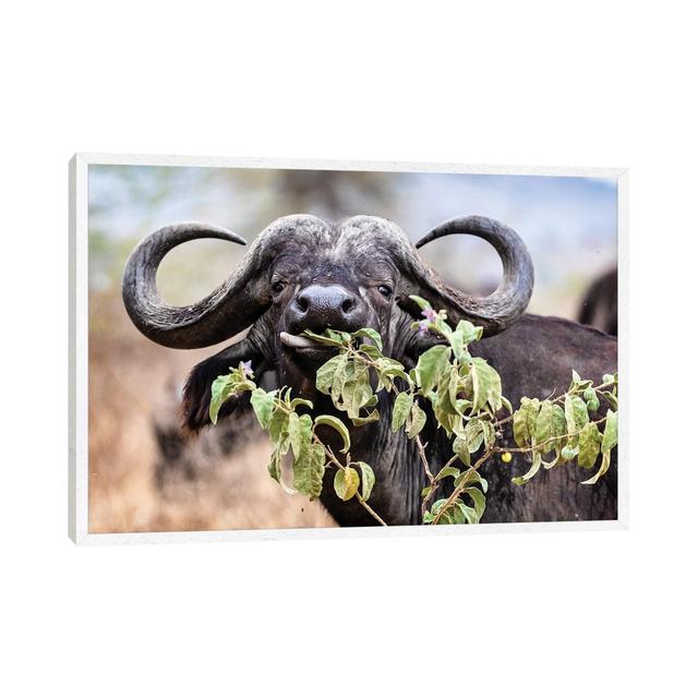 Closeup Cape Buffalo Eating Flower by Susan Richey - Gallery-Wrapped Canvas Giclée on Canvas Alpen Home Format: White Framed, Size: 66.04cm H x 101.6c on Productcaster.