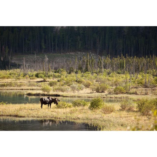 Linglestown Mountain Bull Moose by Gcoles - Wrapped Canvas Photograph Alpen Home Size: 30cm H x 46cm W x 3.8cm D on Productcaster.