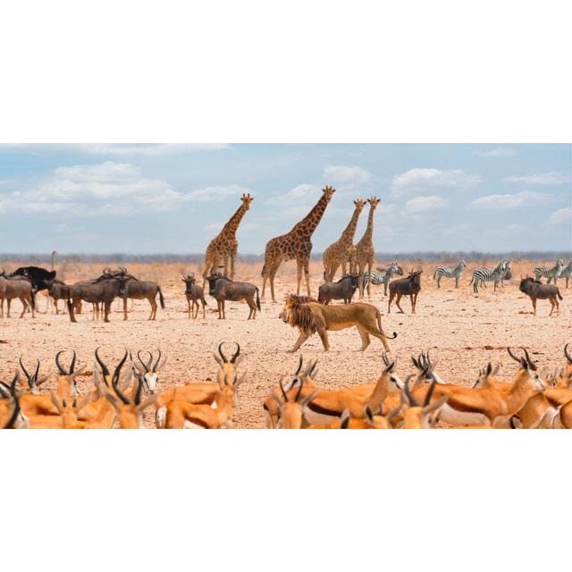 "The Lion, The King Of The Savannah (Masai Mara)" By Pangea Images Latitude Run Size: 60cm H x 120cm W x 4cm D on Productcaster.