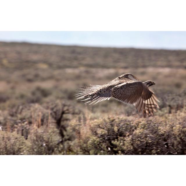 Sage Grouse Takes Flight by Milehightraveler - No Frame Art Prints on Canvas 17 Stories Size: 30cm H x 46cm W on Productcaster.