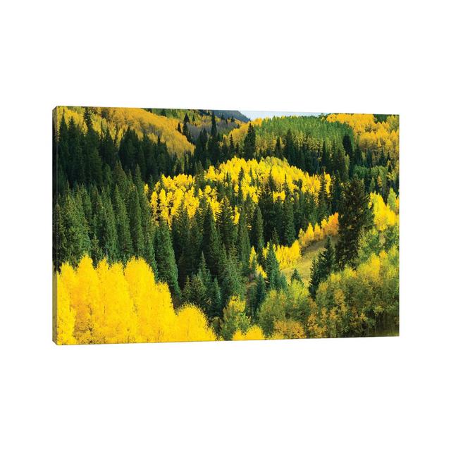 Aspen Trees In A Forest, Maroon Bells, Maroon Creek Valley, Aspen, Pitkin County, Colorado, USA V - Wrapped Canvas Print Alpen Home Size: 30.48cm H x on Productcaster.