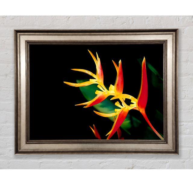 Bird Of Paradise In Sunlight - Print Latitude Run Size: 84.1cm H x 118.9cm W x 8cm D, Format: Antique Silver Framed Paper on Productcaster.